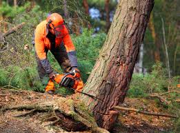 How Our Tree Care Process Works  in  Catawba, SC