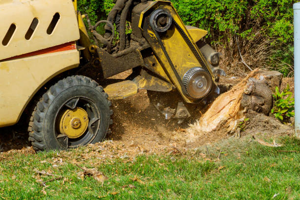 Best Fruit Tree Pruning  in Catawba, SC